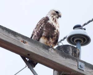 Rough-legged Hawk - looking for rodents?