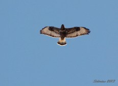 Rough-legged Hawk soaring overhead.