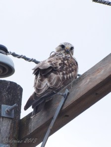 Rough-legged Hawk watching me from over its shoulder
