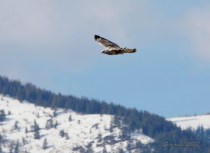 A wintering Rough-legged Hawk near Creston