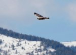 Rough-legged Hawk