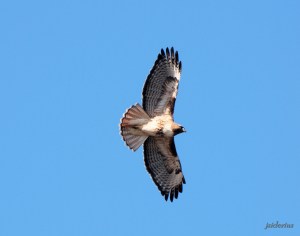 Red-tailed Hawk soaring