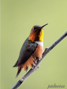 Rufous Hummingbird male flaring his tail feathers