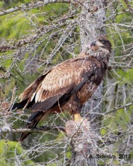 Young eagle eating a hare