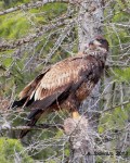 Young Eagle with&nbsp;prey