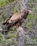 syringa juvenile eagle look up&nbsp;signed