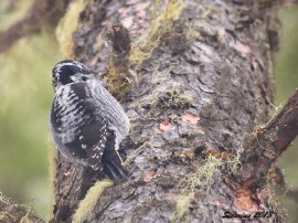 busily scaling for insects