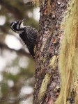 American Three-toed Woodpecker
