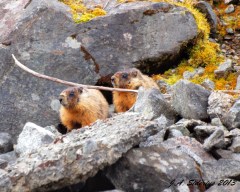 Two young yellow-bellied marmots