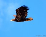 Young Bald Eagle