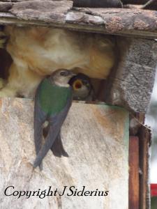 female violet-green swallow at the nest - with a hungry young!