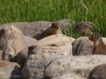 Columbian Ground Squirrels