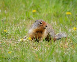 colonizing a new dandelion patch 