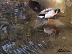 Mallard Male