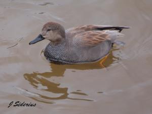 Gadwall