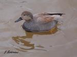 Gadwall