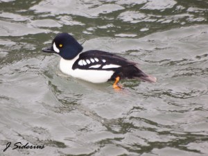 male Barrow's Goldeneye