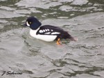 Male Barrow’s Goldeneye