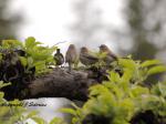House Finch Fledglings