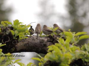 House Finch Fledglings