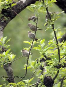 hungry fledglings