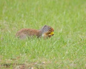 dandelions may be an invasive, but they sure do taste good!