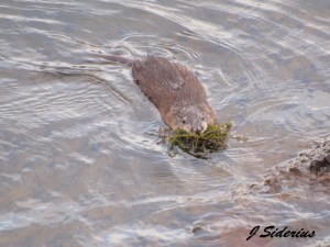 bringing the home the salad  