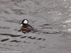 looking picturesque in the rain
