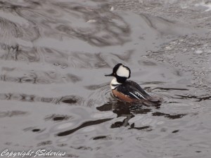 Hooded Merganser Male in the Rain
