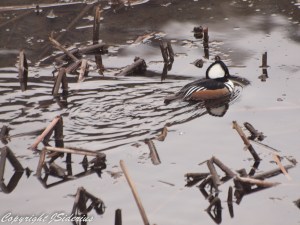 foraging in a winter pond