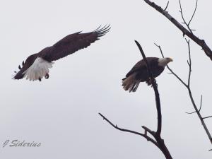 Bald Eagle pair