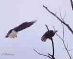 Bald Eagles