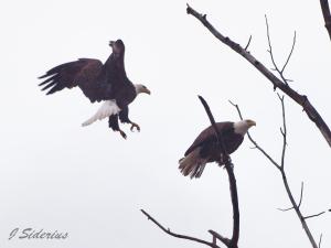 Bald Eagle pair