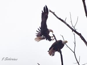 Bald Eagle pair