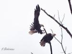 Bald Eagles