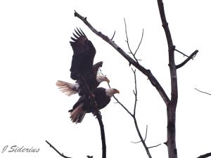 Bald Eagle pair