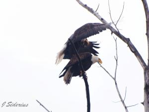Bald Eagle pair