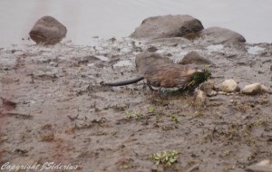 leaving the safety of the water 