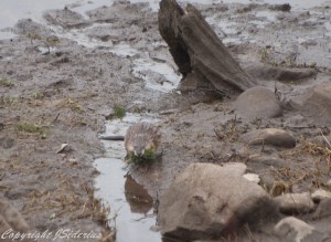 when the water is low