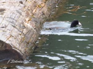 parting the waters