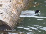 Coot