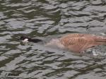 Canada Goose