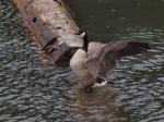 Canada Goose