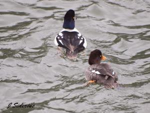 Male and Female Barrow's Goldeneye