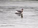 Eared Grebe