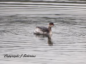 An Eared Grebe in winter plumage
