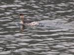 Eared Grebe