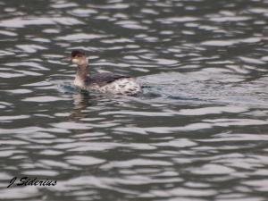 Eared Grebe in winter plumage