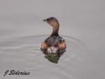 Pied-billed Grebe