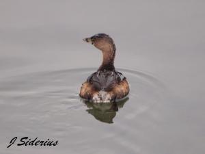 Pied-billed Grebe